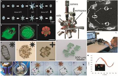 Stimuli-Responsive Soft Untethered Grippers for Drug Delivery and Robotic Surgery